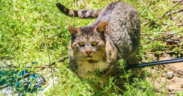 我的宠物世界:如何从你的院子里(人道地)阻止野猫 