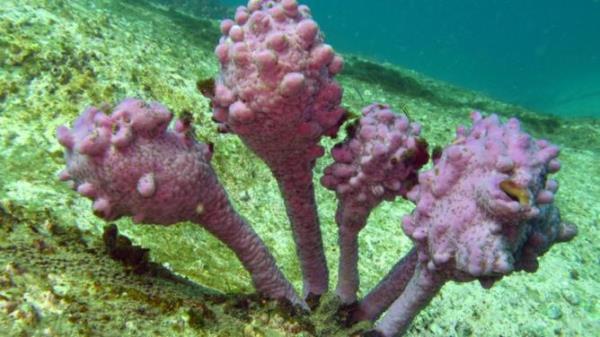 Sea Tulips (Pyura spinifera) get their vivid colours from a symbiotic relatio<em></em>nship with a colourful spo<em></em>nge (Halisarca australiensis). Oak Park, Cronulla, NSW Richard Ling/ Flickr