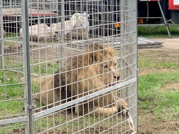 Kimba the lion was on the loose for five hours. Credit: So<em></em>nIA LOGRE/AFP via Getty Images