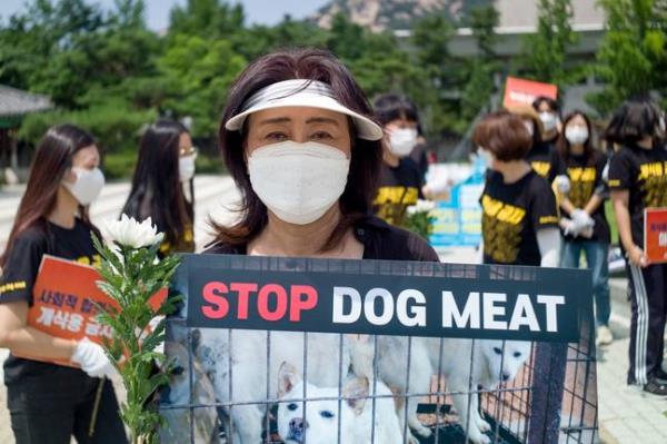 Eating dog meat is becoming less popular as criticism grows. Credit: NurPhoto / Co<em></em>ntributor / Getty