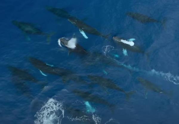 The team saw a group of male whales surrounding a female. Credit: Natio<em></em>nal Geographic 