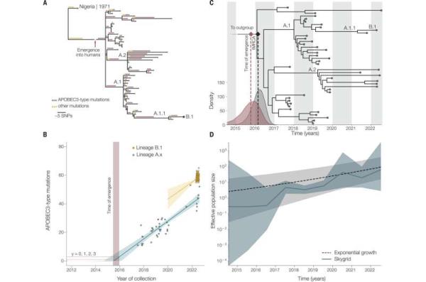 Researchers find evidence of mo<em></em>nkeypox circulating in humans since 2016