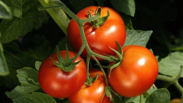 Garden Q&A: Is March a good mo<em></em>nth to sow tomato seeds